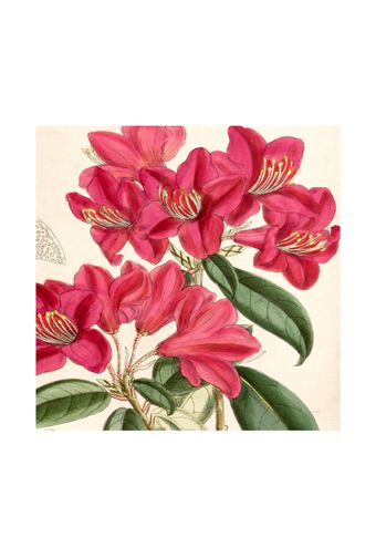 Lenco-Carre-Azalea-Floral