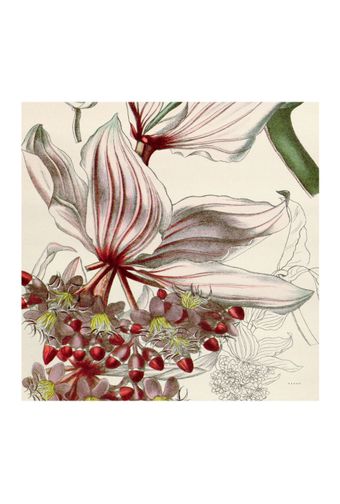 Lenco-Carre-Medinilla-Floral